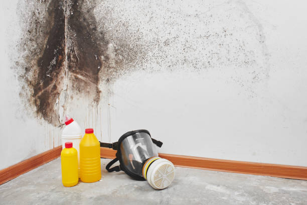 Trusted Woodland Hills, UT Mold Removal Experts