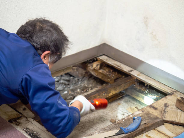 Best Certified Mold Removal  in Woodland Hills, UT