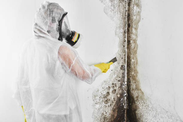 Best Office Mold Removal Services  in Woodland Hills, UT