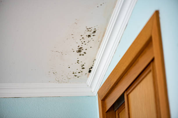 Certified Mold Removal in Woodland Hills, UT