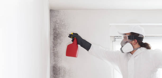 Best Residential Mold Removal  in Woodland Hills, UT