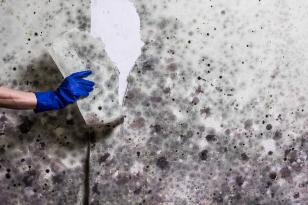 Best Emergency Mold Removal  in Woodland Hills, UT