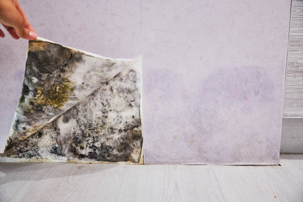 Best Mold Removal Company Near Me  in Woodland Hills, UT